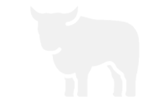 Bull